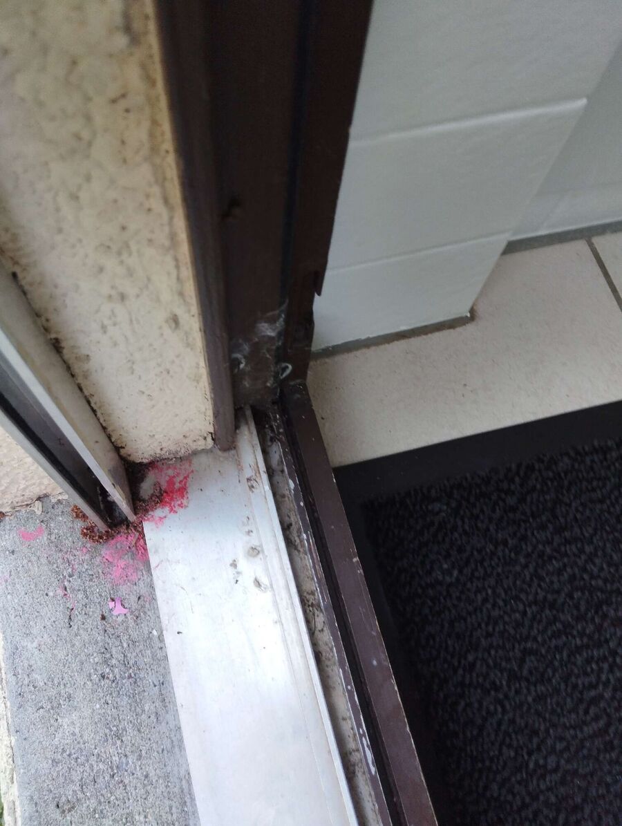 ameisen_vertreiben_bekaempfen_entfernen