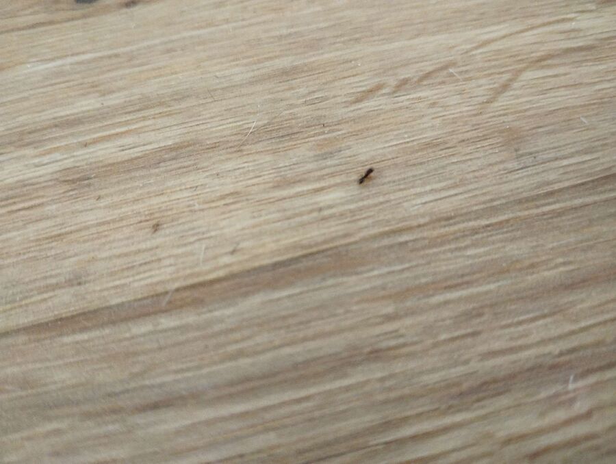 ameisen_vertreiben_bekaempfen_entfernen