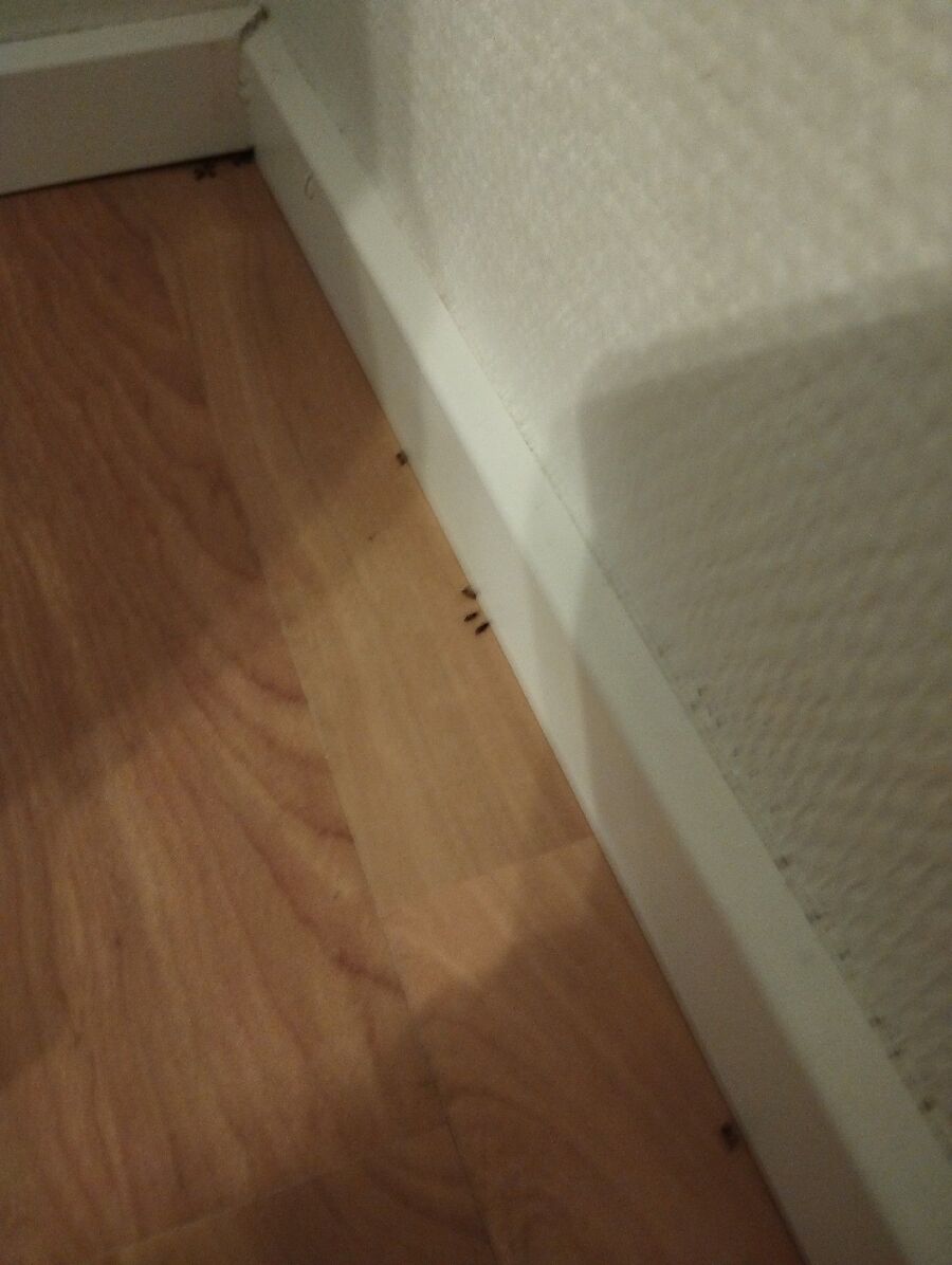 ameisen_vertreiben_bekaempfen_entfernen