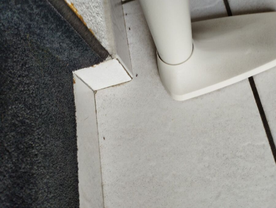 ameisen_vertreiben_bekaempfen_entfernen