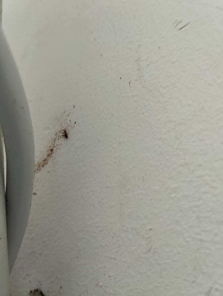 ameisen_vertreiben_bekaempfen_entfernen