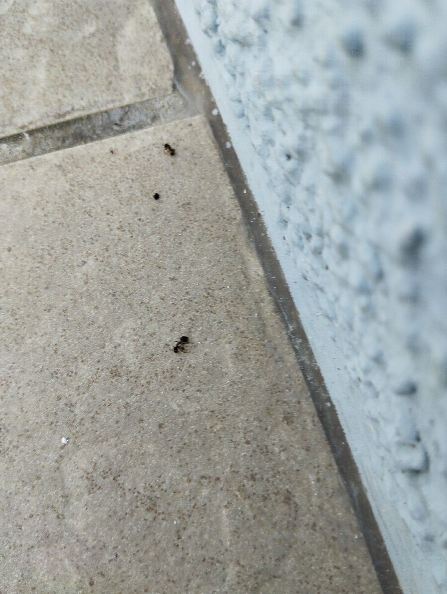 ameisen_vertreiben_bekaempfen_entfernen