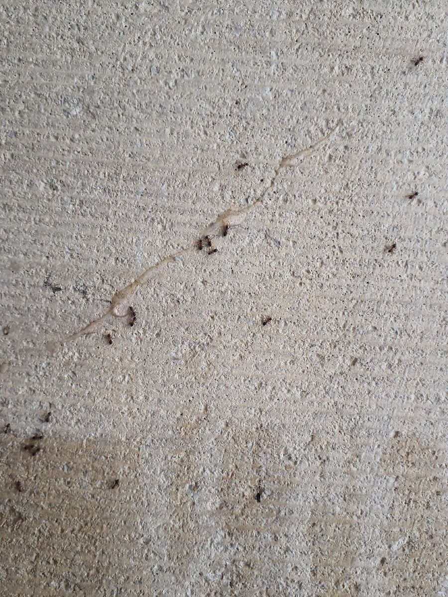 ameisen_vertreiben_bekaempfen_entfernen