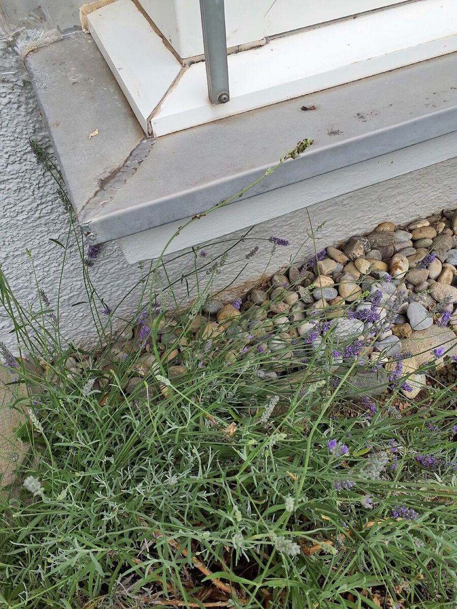 ameisen_vertreiben_bekaempfen_entfernen