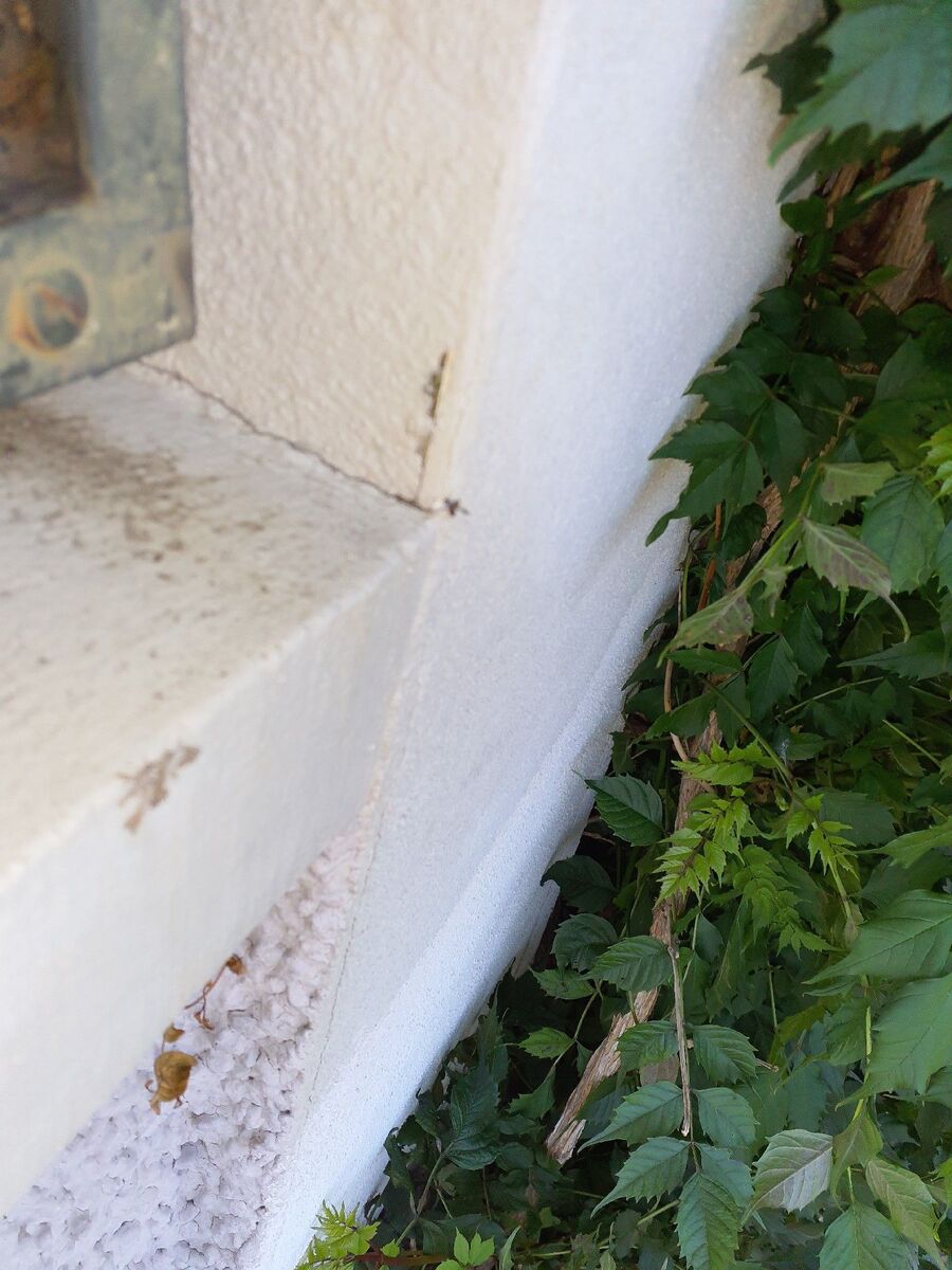 ameisen_vertreiben_bekaempfen_entfernen