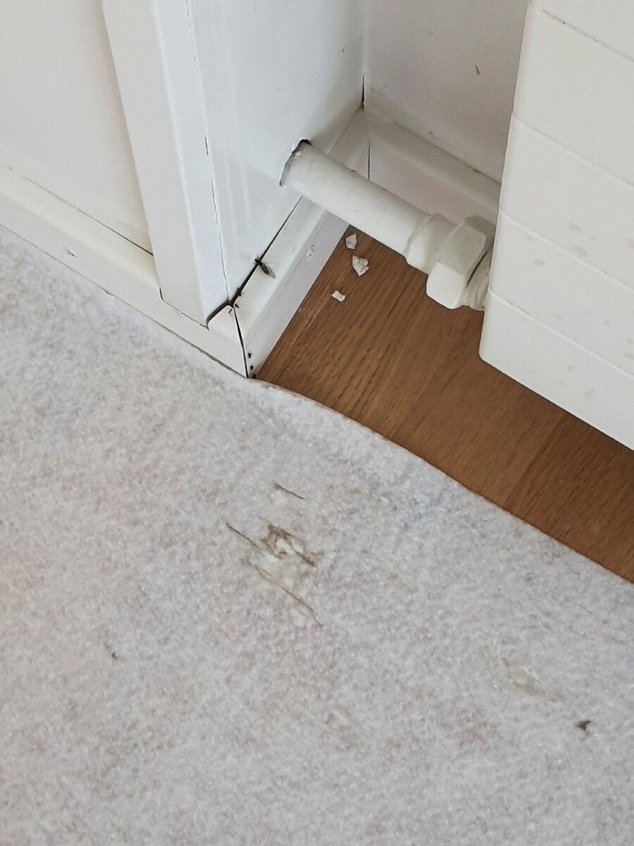 ameisen_vertreiben_bekaempfen_entfernen