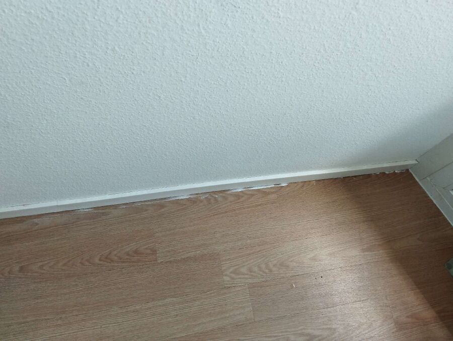 ameisen_vertreiben_bekaempfen_entfernen