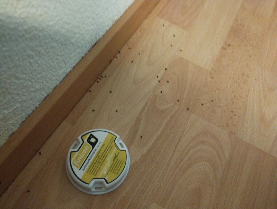 ameisen_vertreiben_bekaempfen_entfernen