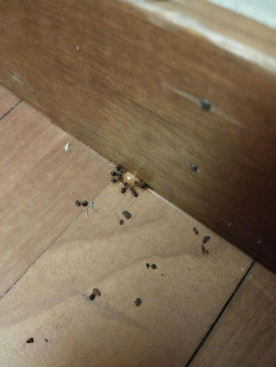 ameisen_vertreiben_bekaempfen_entfernen