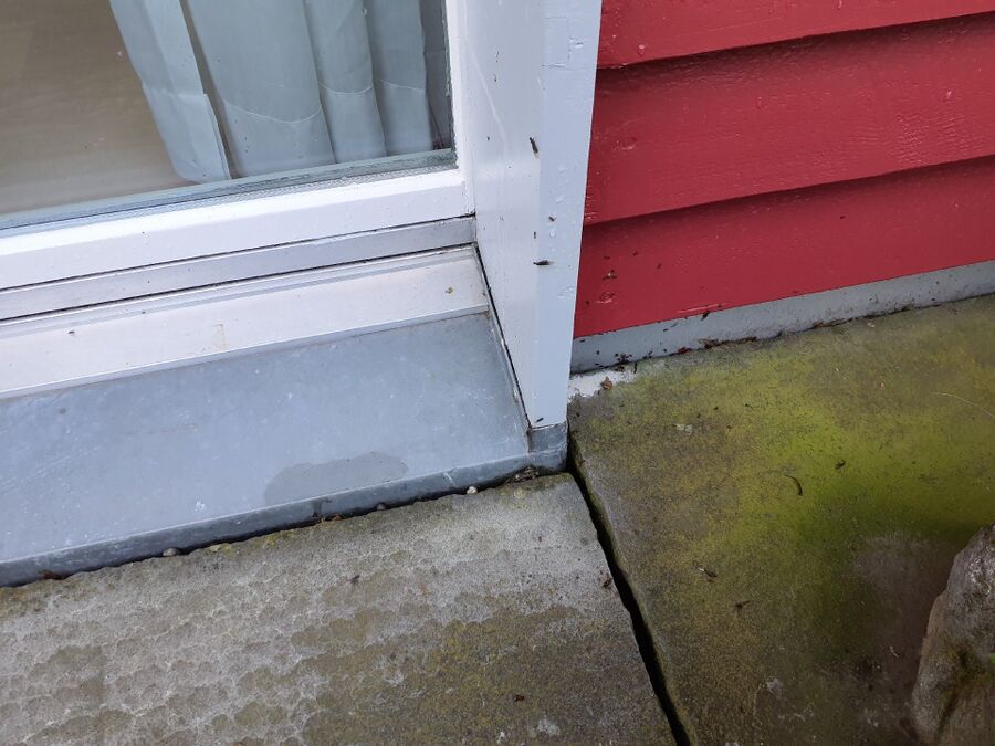 ameisen_vertreiben_bekaempfen_entfernen