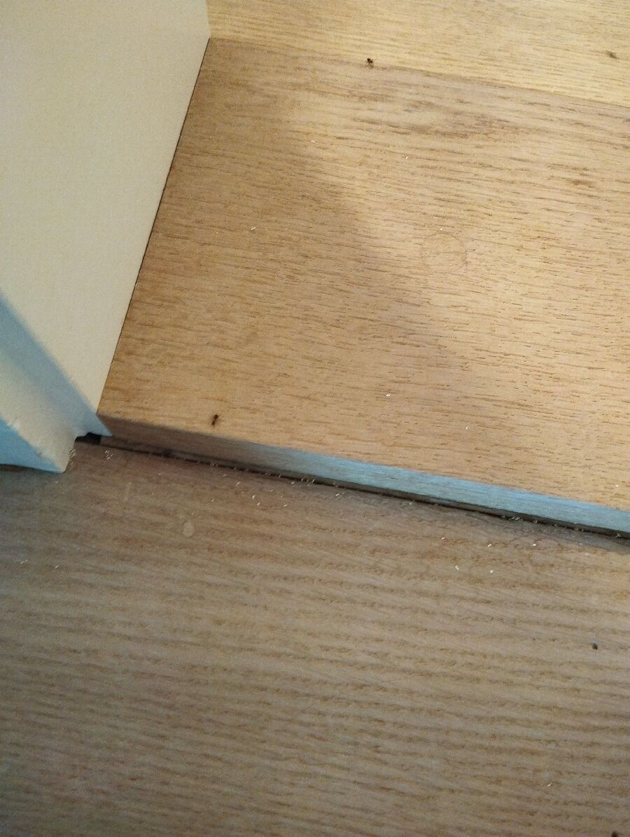 ameisen_vertreiben_bekaempfen_entfernen