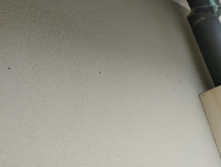 ameisen_vertreiben_bekaempfen_entfernen