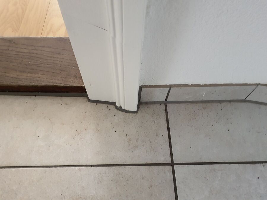 ameisen_vertreiben_bekaempfen_entfernen