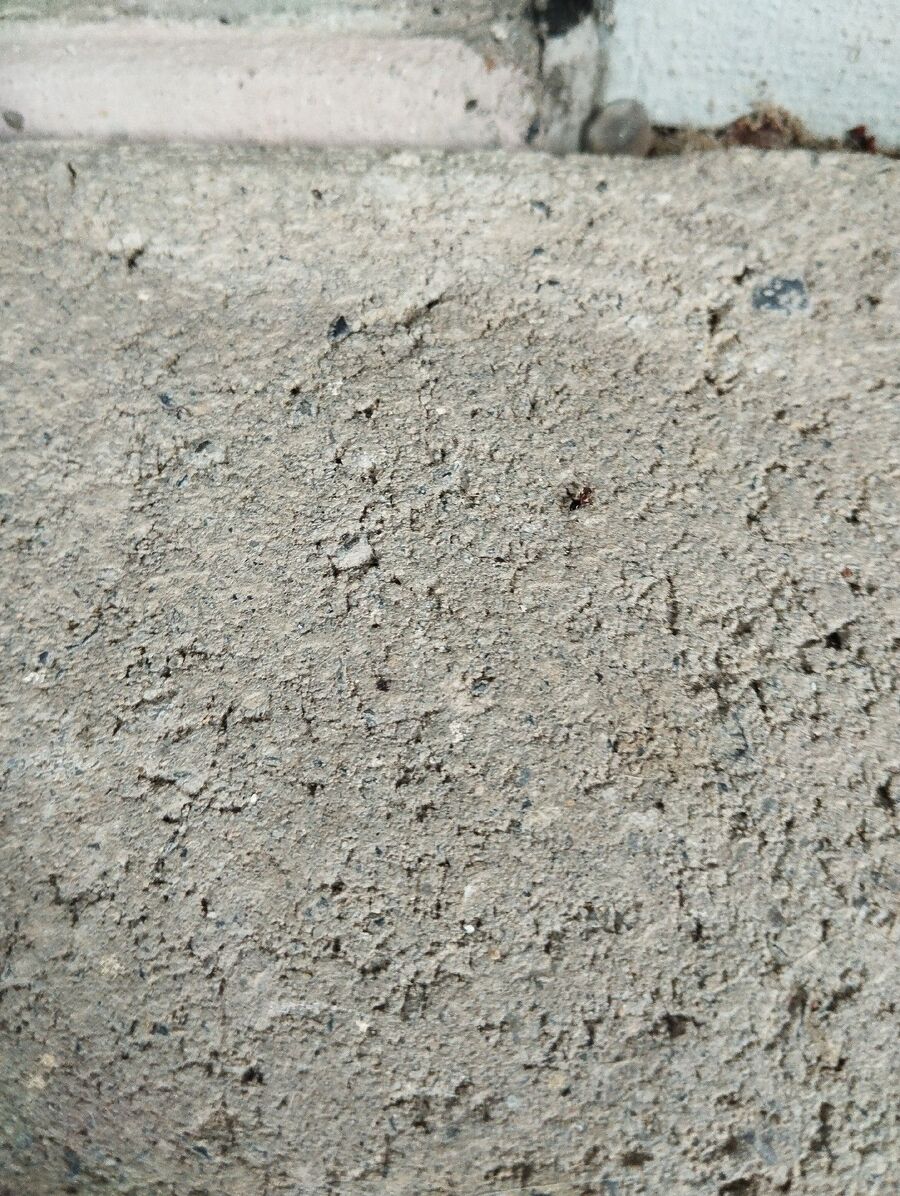 ameisen_vertreiben_bekaempfen_entfernen