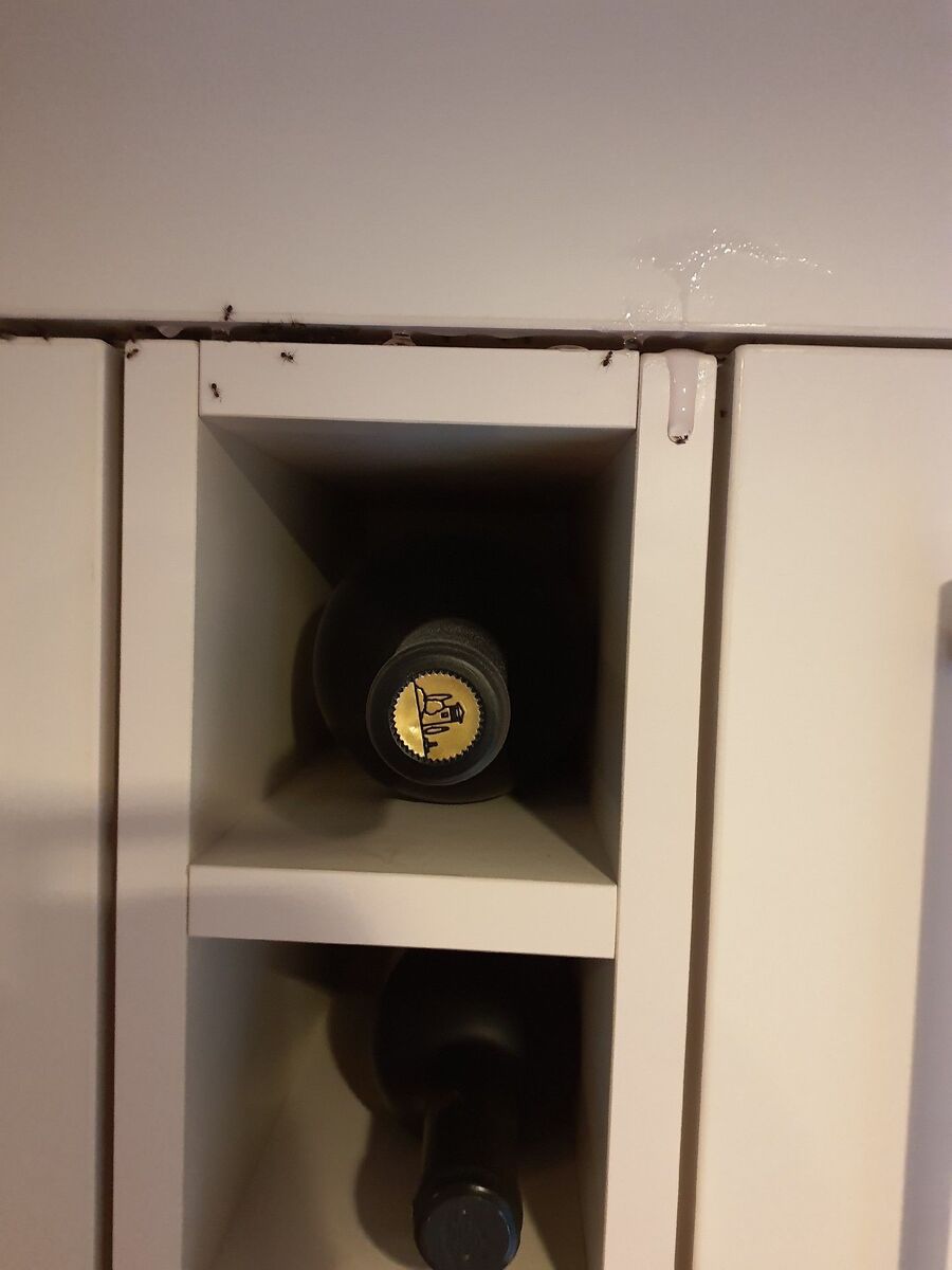 ameisen_vertreiben_bekaempfen_entfernen