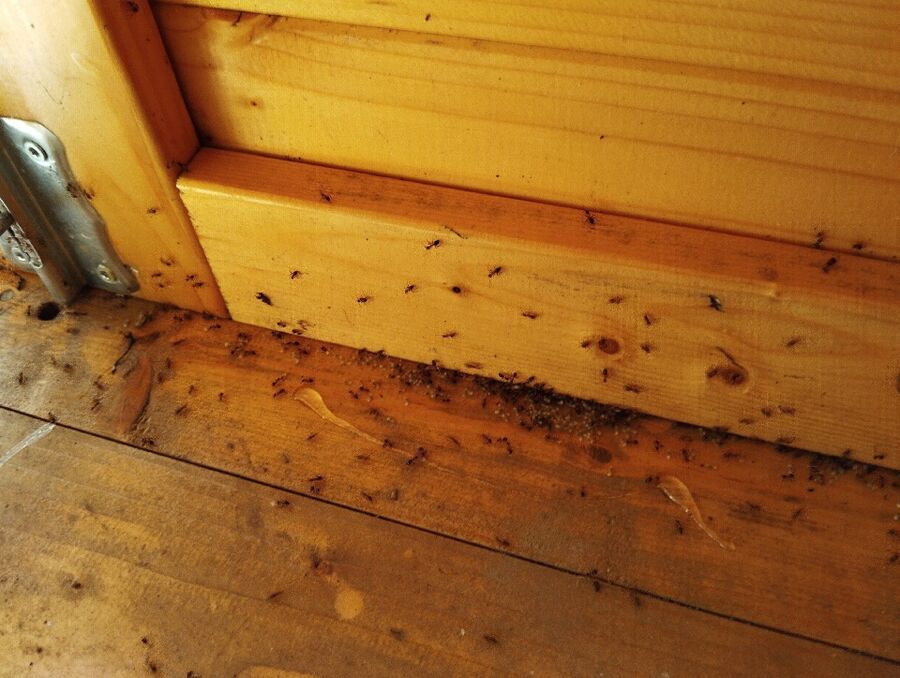 ameisen_vertreiben_bekaempfen_entfernen