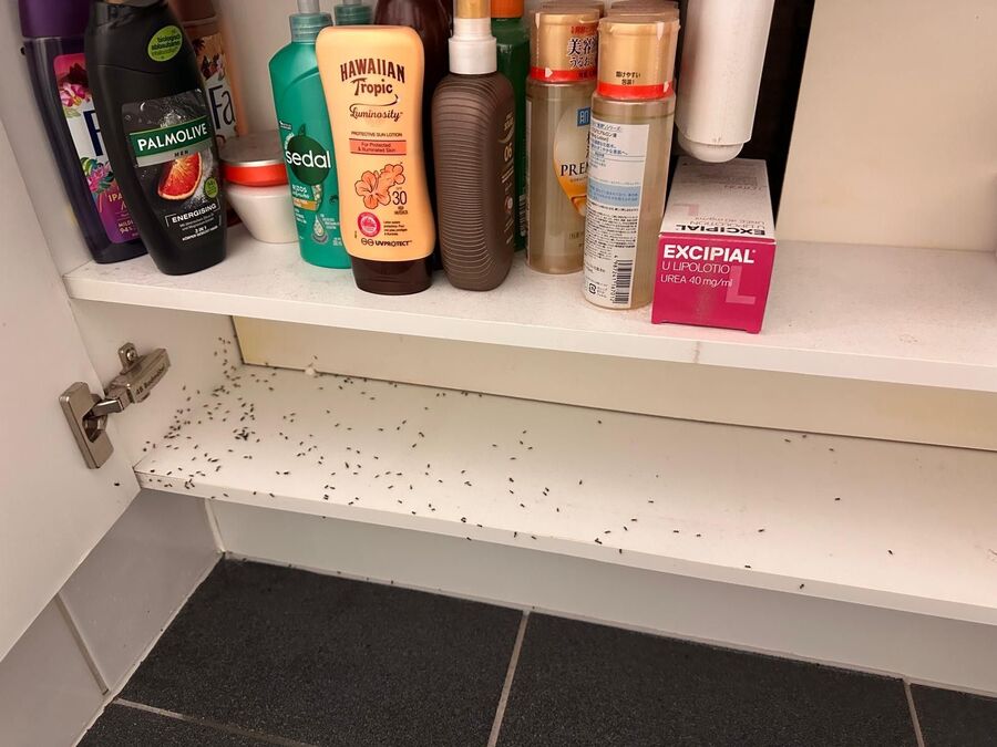 ameisen_vertreiben_bekaempfen_entfernen