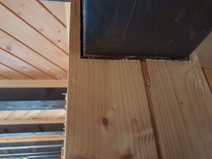 ameisen_vertreiben_bekaempfen_entfernen