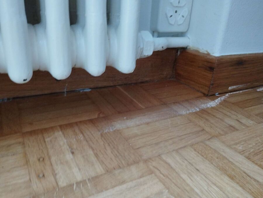 ameisen_vertreiben_bekaempfen_entfernen