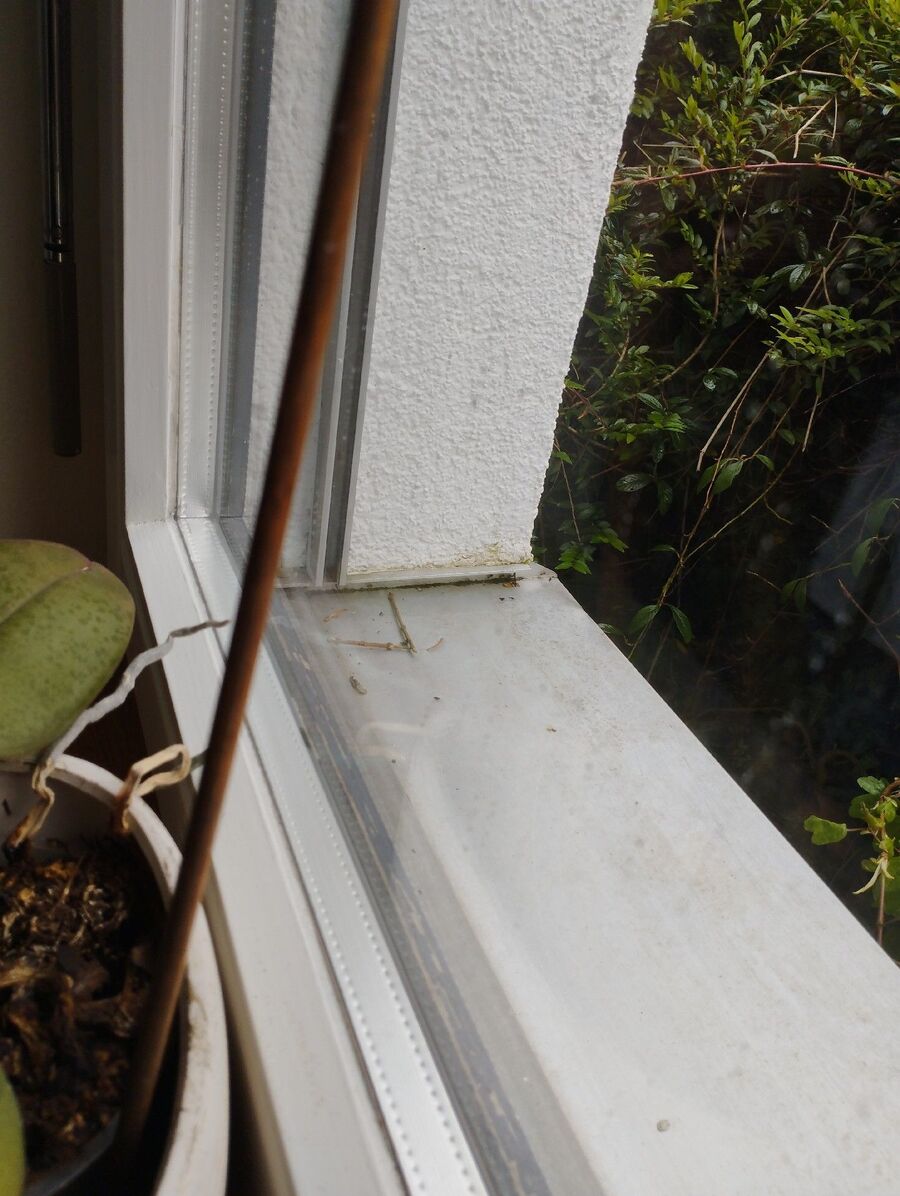 ameisen_vertreiben_bekaempfen_entfernen