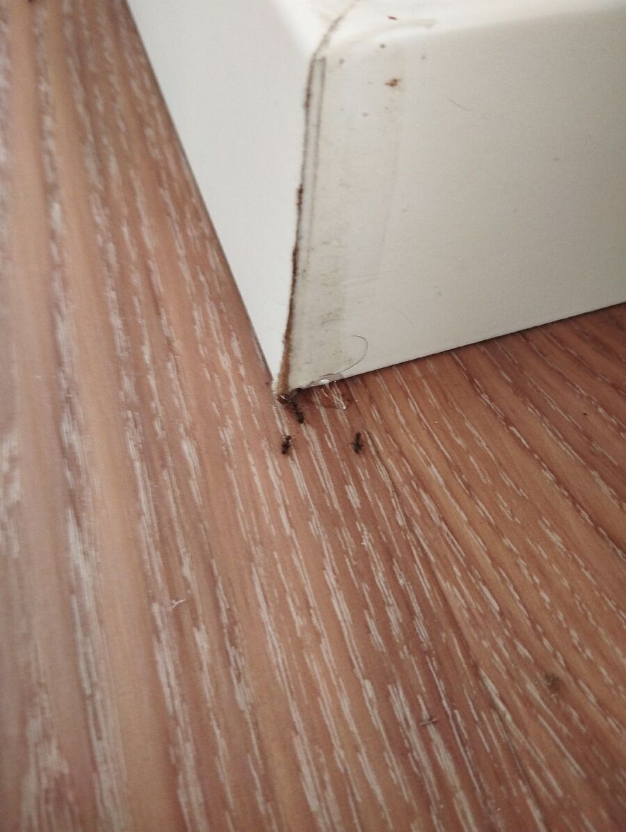 ameisen_vertreiben_bekaempfen_entfernen