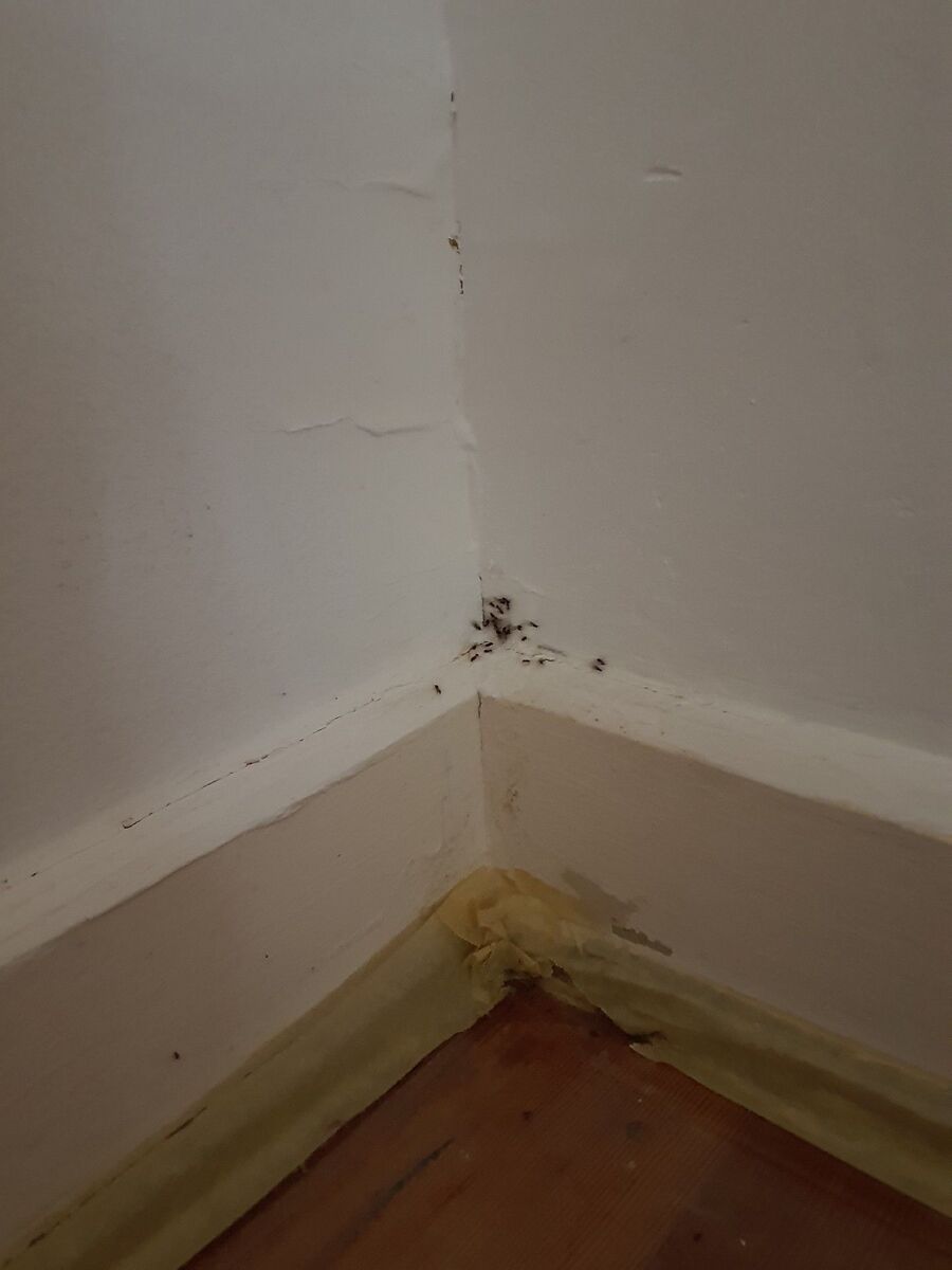 ameisen_vertreiben_bekaempfen_entfernen