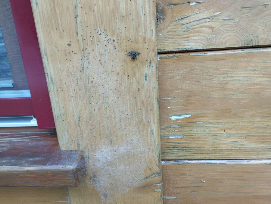 ameisen_vertreiben_bekaempfen_entfernen