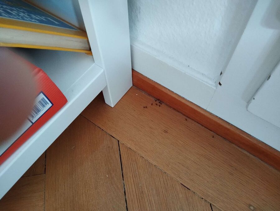 ameisen_vertreiben_bekaempfen_entfernen
