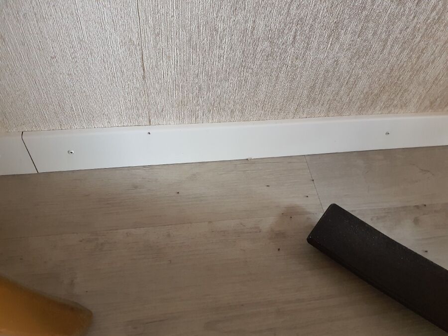 ameisen_vertreiben_bekaempfen_entfernen