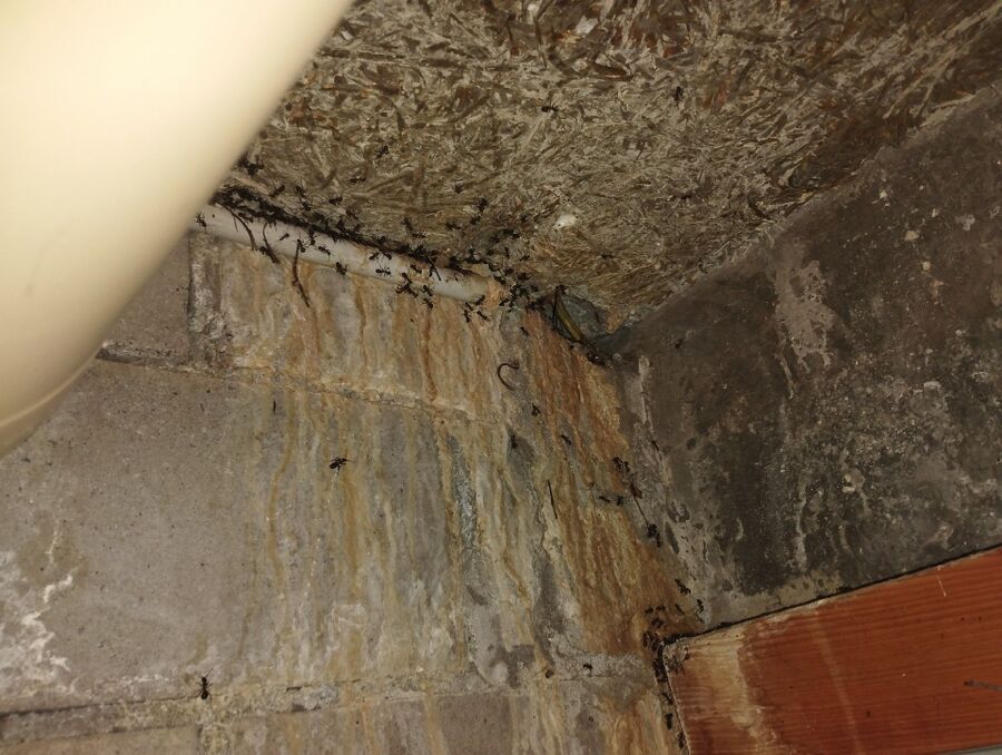 ameisen_vertreiben_bekaempfen_entfernen