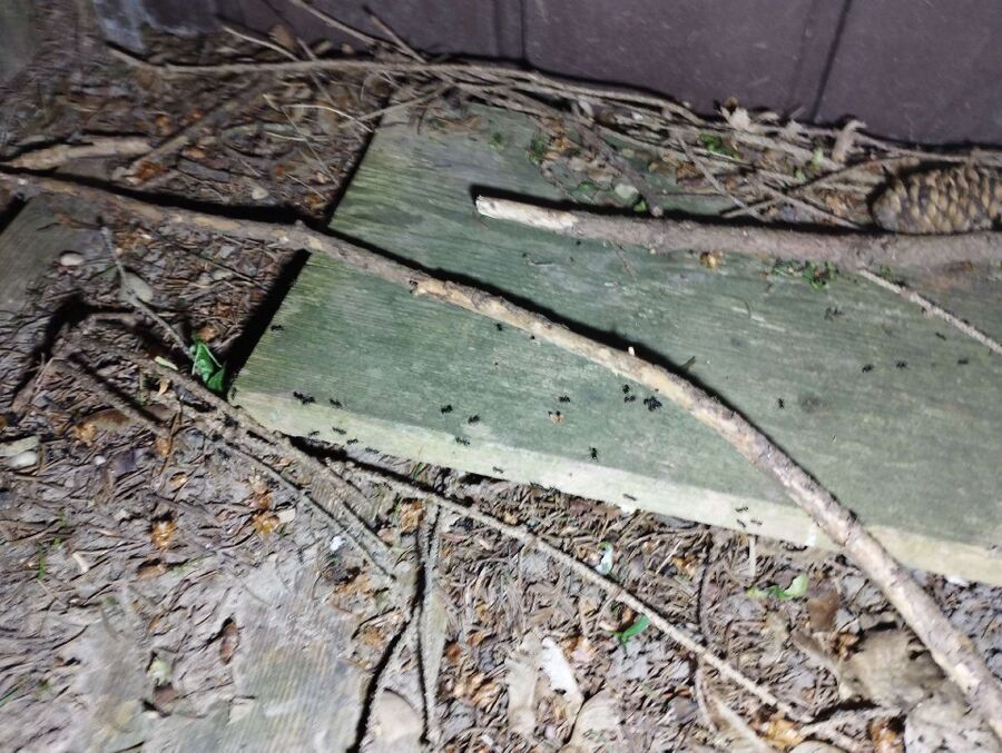 ameisen_vertreiben_bekaempfen_entfernen