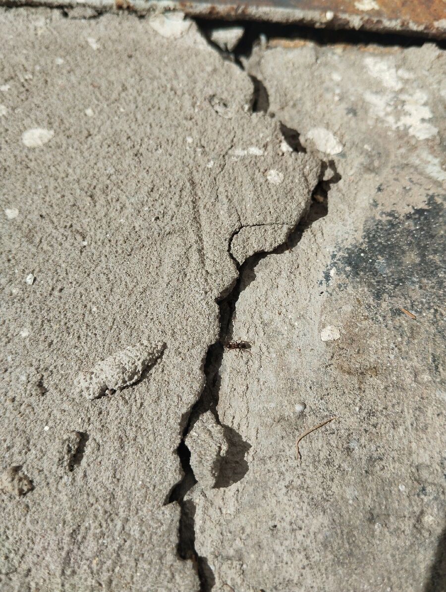 ameisen_vertreiben_bekaempfen_entfernen