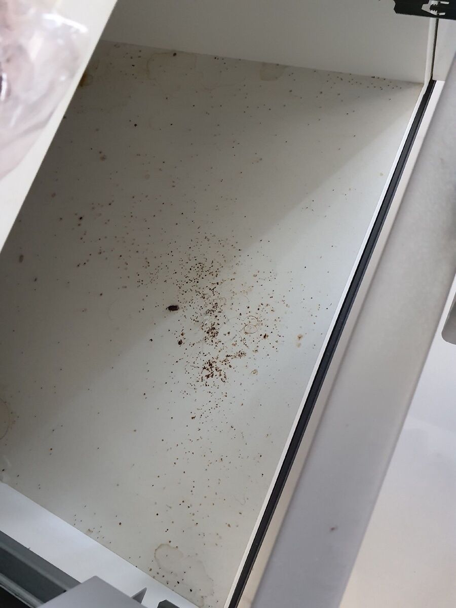 ameisen_vertreiben_bekaempfen_entfernen