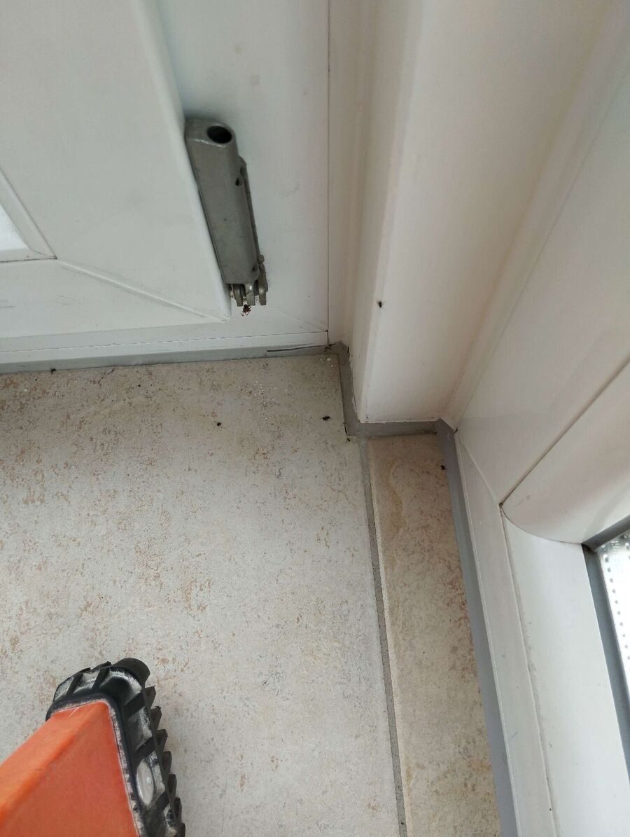 ameisen_vertreiben_bekaempfen_entfernen