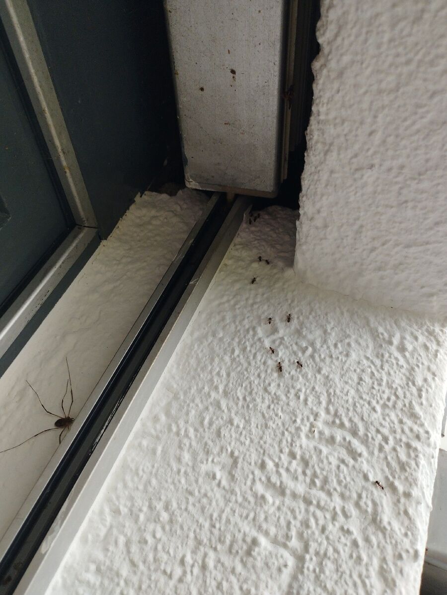 ameisen_vertreiben_bekaempfen_entfernen