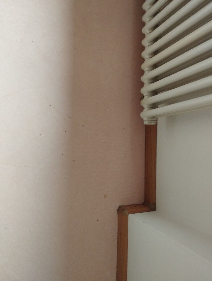 ameisen_vertreiben_bekaempfen_entfernen