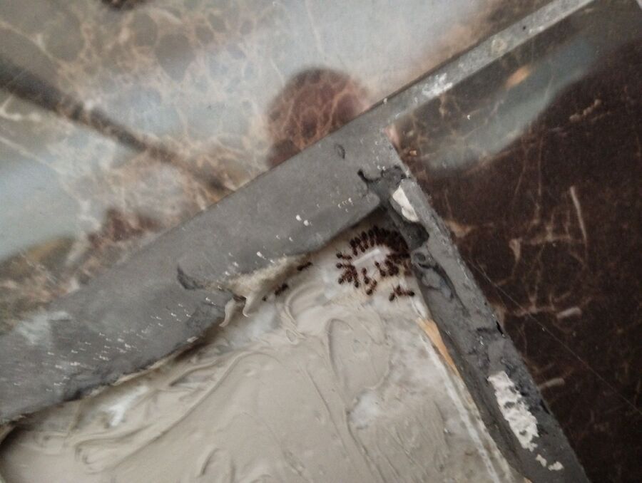 ameisen_vertreiben_bekaempfen_entfernen