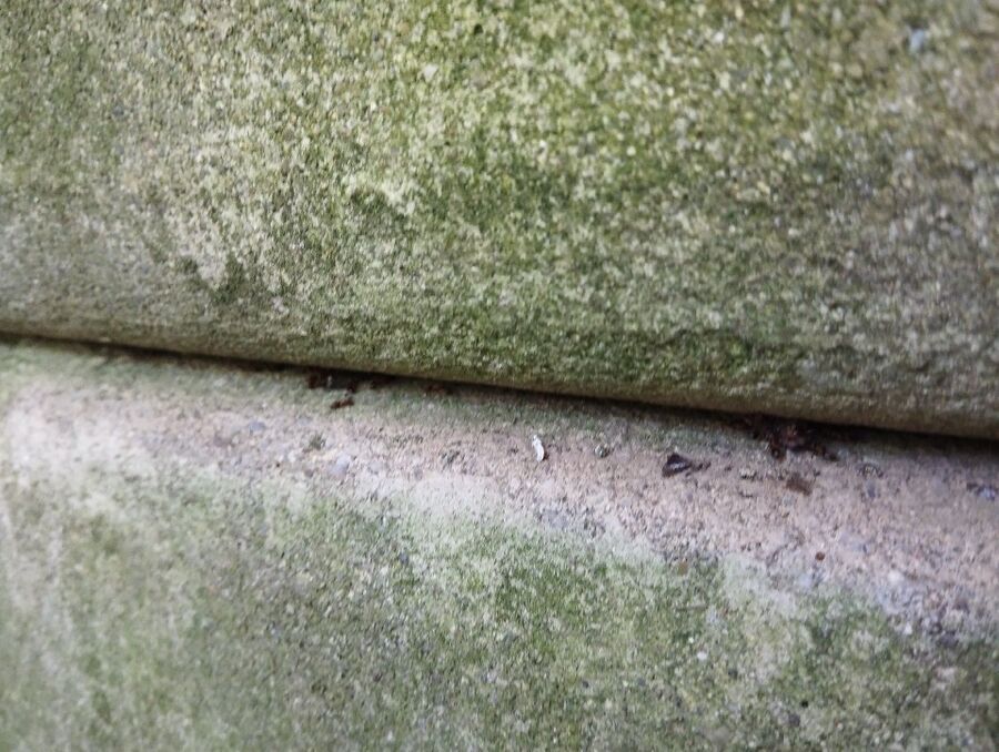 ameisen_vertreiben_bekaempfen_entfernen