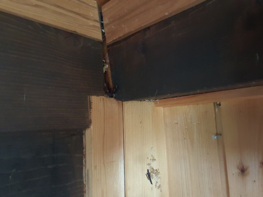 ameisen_vertreiben_bekaempfen_entfernen