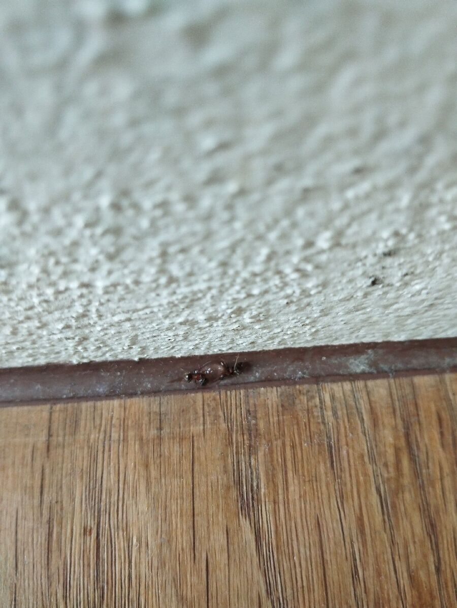 ameisen_vertreiben_bekaempfen_entfernen