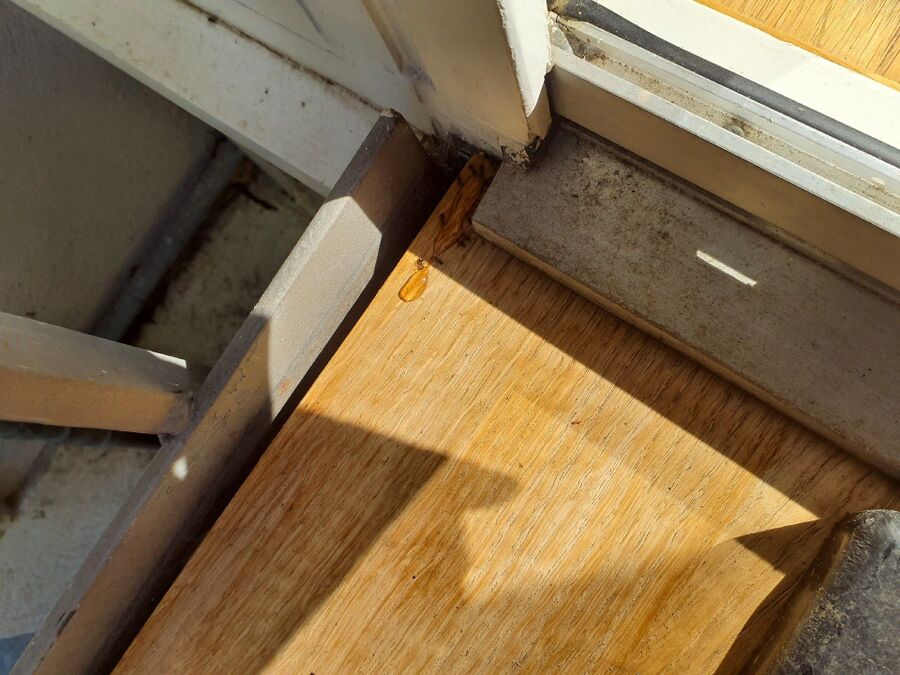 ameisen_vertreiben_bekaempfen_entfernen