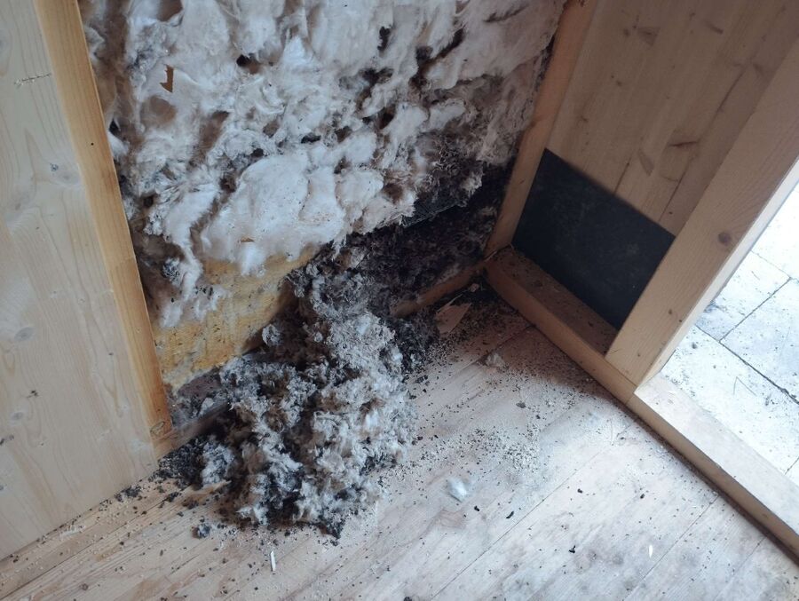 ameisen_vertreiben_bekaempfen_entfernen