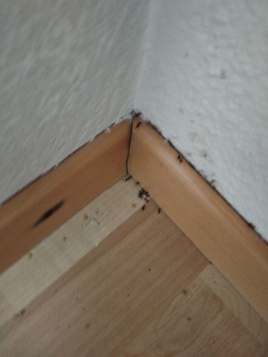 ameisen_vertreiben_bekaempfen_entfernen