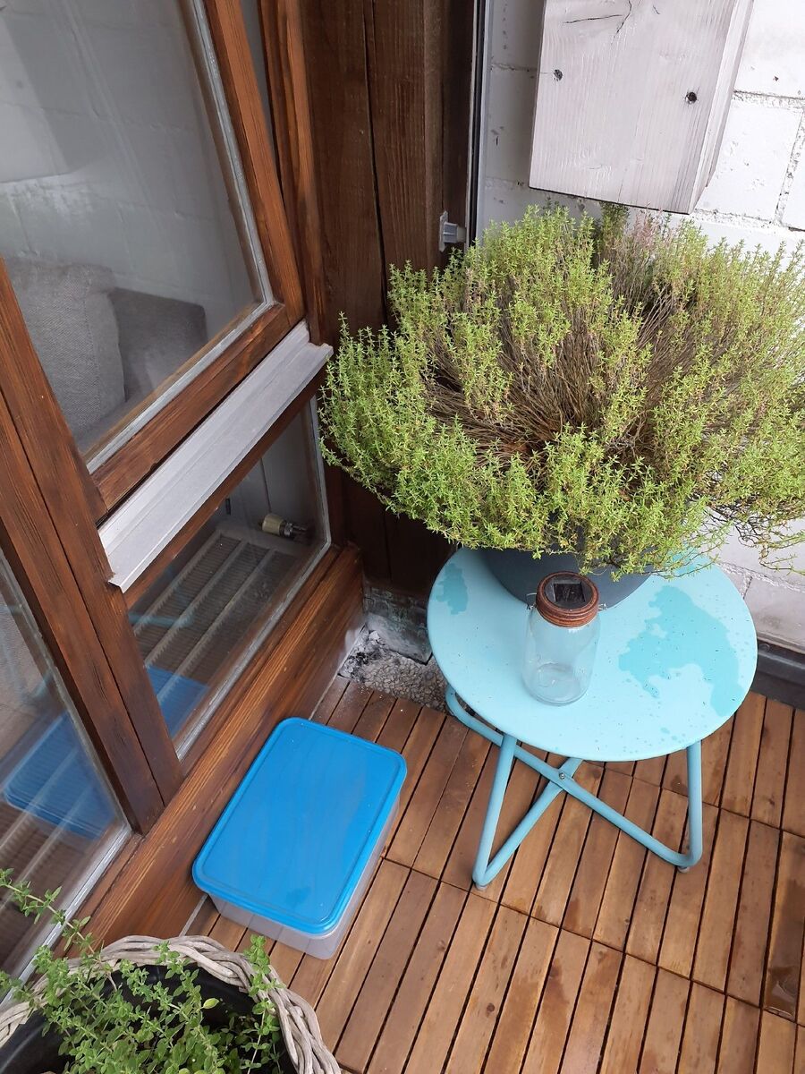 ameisen_vertreiben_bekaempfen_entfernen