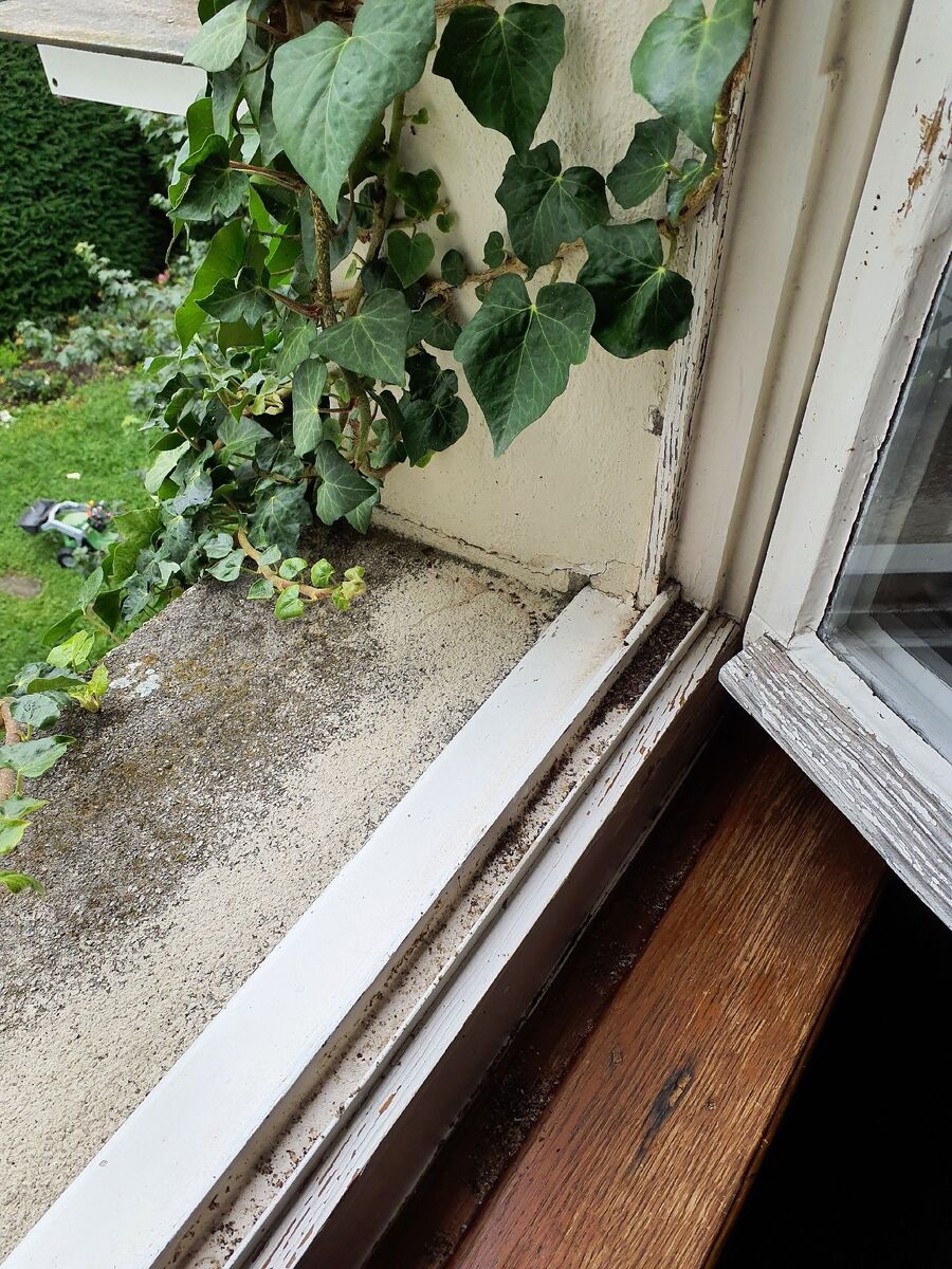 ameisen_vertreiben_bekaempfen_entfernen