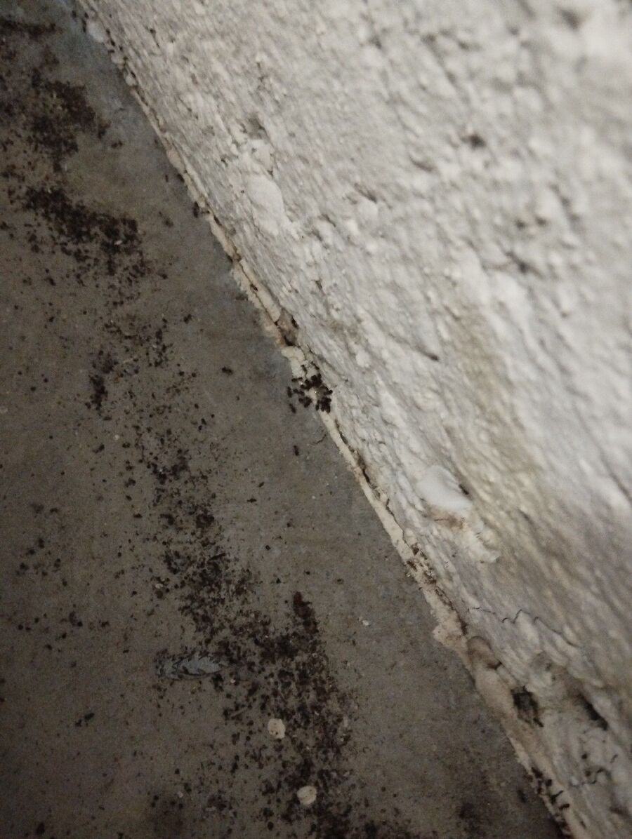 ameisen_vertreiben_bekaempfen_entfernen