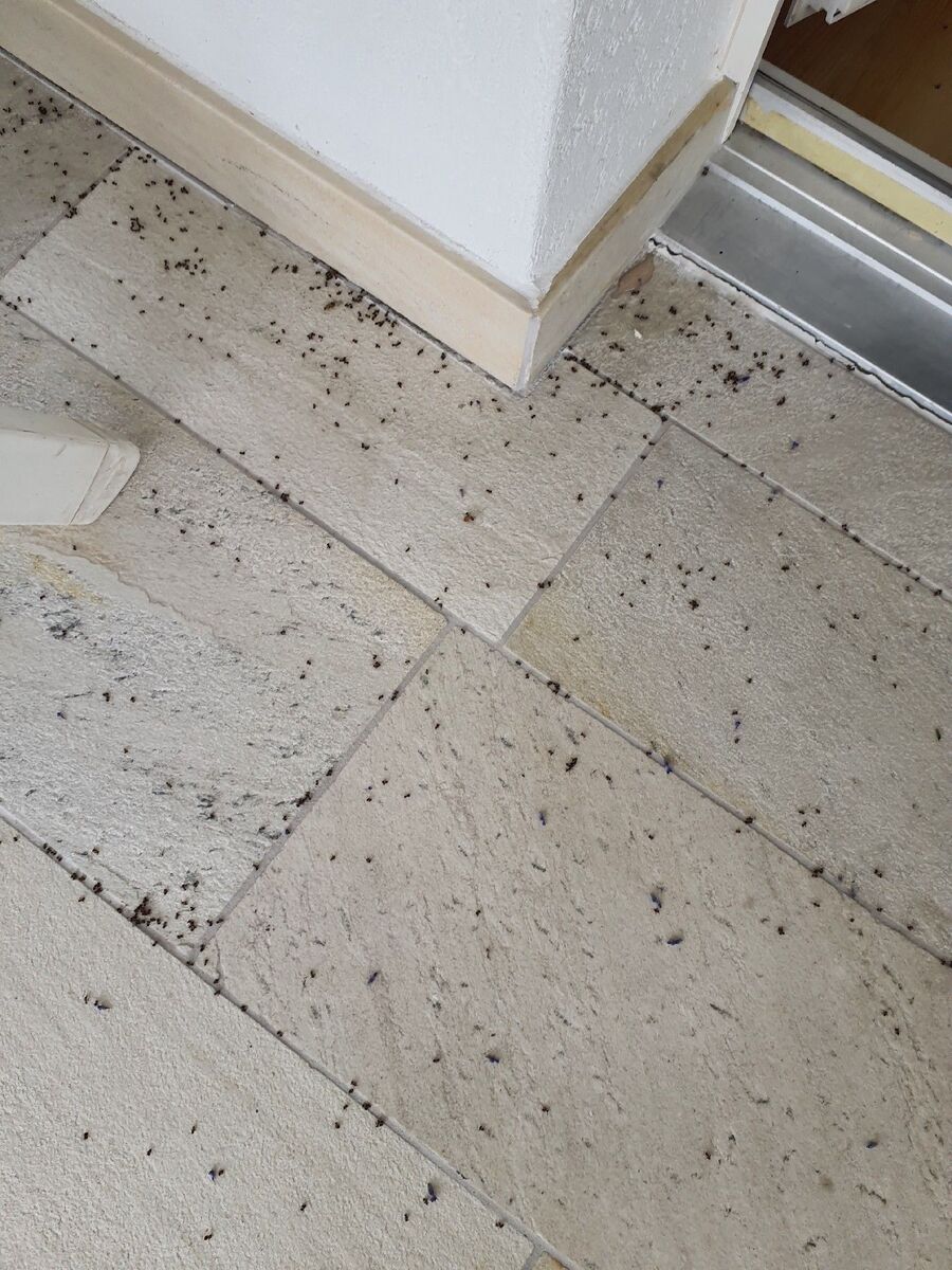 ameisen_vertreiben_bekaempfen_entfernen