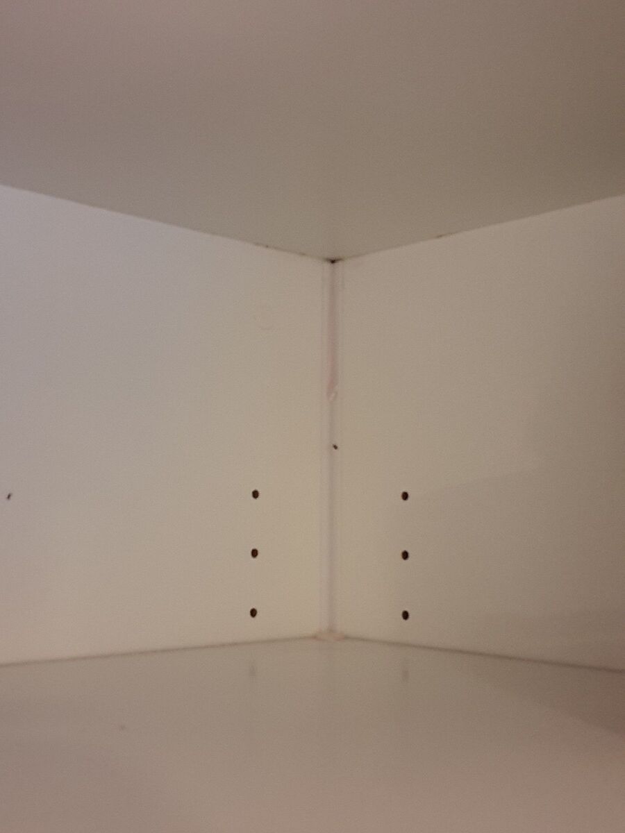 ameisen_vertreiben_bekaempfen_entfernen