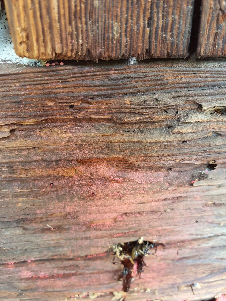 ameisen_vertreiben_bekaempfen_entfernen