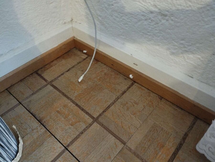 ameisen_vertreiben_bekaempfen_entfernen